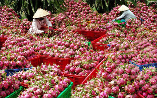 Trái cây Việt Nam đáp ứng tiêu chuẩn của nhiều thị trường lớn