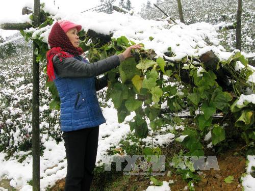 Tin tức mới cập nhật: Tuyết đã tan tại Sa Pa, hoa màu gia súc không thiệt hại