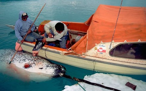Một cuộc đánh bắt cá ở Bắc Cực