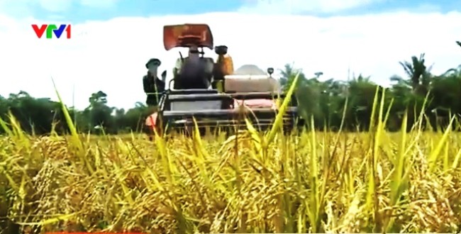 Theo tin tức mới cập nhật trong nước, Việt Nam thắng thầu 450.000 tấn gạo xuất sang Philippines