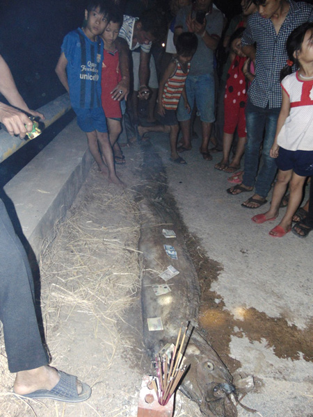 Cá lạ dạt vào bờ biển ở Hà Tĩnh 