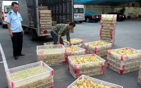 Theo tin tức mới cập nhật, đội kiểm soát Hải Quan phát hiện gần 16.000 gà giống nhập lậu có nguồn gốc từ Trung Quốc 