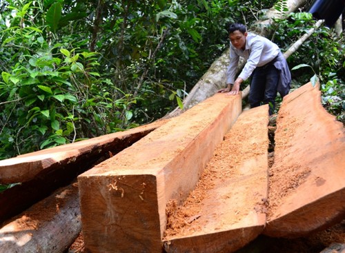 Theo tin tức mới cập nhật, chủ tịch xã bị đình chỉ công tác vì để mất rừng 