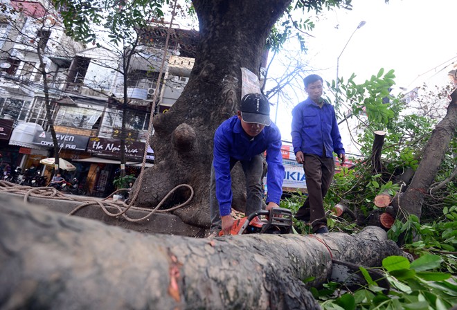 tin tức mới cập nhật 24h ngày 27/03/2015 đề cập đến vấn đề chuyên gia lên tiếng vụ chặt cây xanh Hà Nội bị nhắc nhở