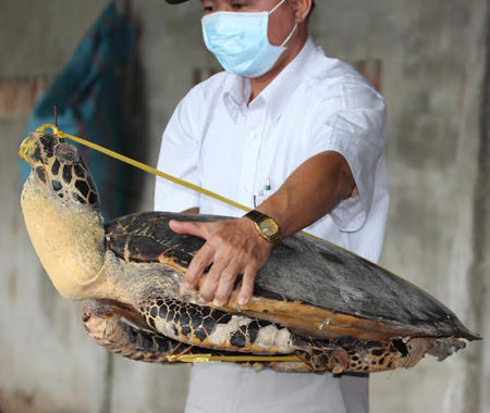 Tin tức mới cập nhật: Phát hiện hàng trăm cá thể rùa biển bị ngâm tẩm hóa chất