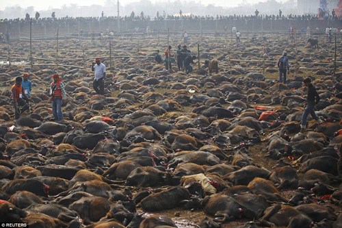 Hàng trăm nghìn con trâu bị giết mổ tại cánh đồng chết chóc ở Nepal
