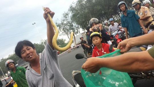 Tin tức mới cập nhật: Đi xe hơi chở hơn 100 con rắn thả trộm trong khu dân cư