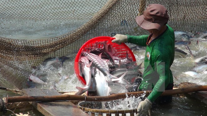 Thu hoạch cá tra ở An Giang