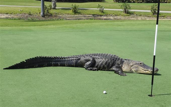 Một chú cá sấu khổng lồ đã bò lên sân golf ở Englewood, bang Florida, Mỹ