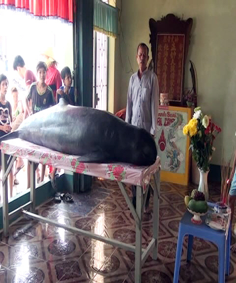 Tin tức mới nhất, con cá voi 250kg mắc lưới là loài cá Ông theo tín ngưỡng tâm linh được cúng lễ