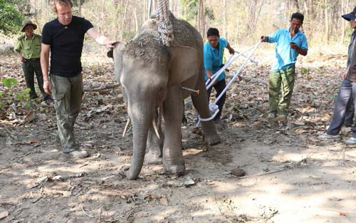 Tin tức mới nhất, trong ngày 8/3, Đắk Lắk tổn thất và bị thương 2 con voi do tác động của con người