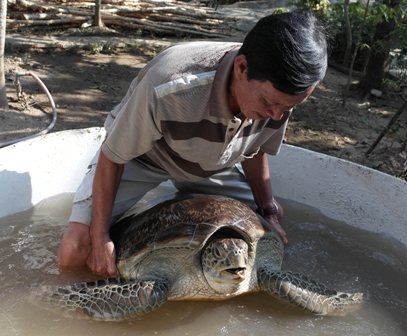Tin tức mới nhất cụ rùa được hiến tặng chùa được nhận định là rùa biển