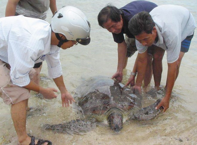 Tin tức mới nhất, rùa biển mới được phát hiện đã được thả về với biển