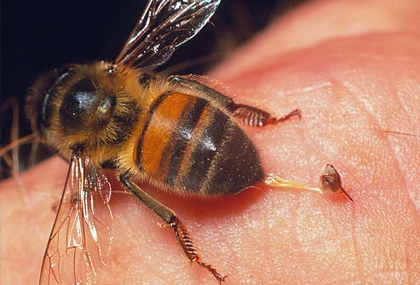 Tin tức mới nhất, Long An cảnh báo về đàn ong mật đốt chết người