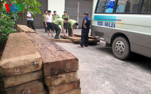 Lực lượng Kiểm lâm tỉnh Quảng Nam đang kiểm đếm gần 2,2 m³ gỗ xoan đào, theo những tin tức pháp luật 24h qua