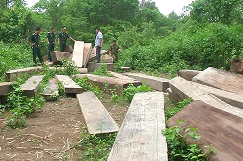 Trong những tin tức pháp luật online mới nhất hôm nay có vụ phát hiện bãi tập kết gỗ lậu ở biên giới Việt Lào