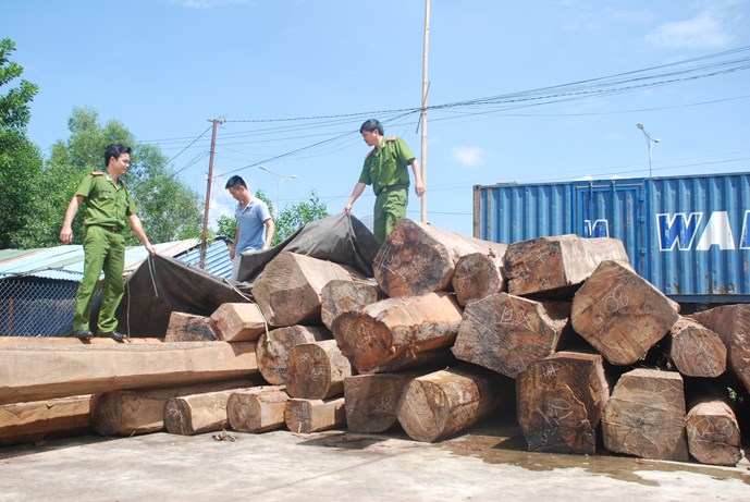 Những tin pháp luật 24h qua đề cập đến vụ iều lĩnh làm giả con dấu kiểm lâm, vận chuyển gỗ lậu