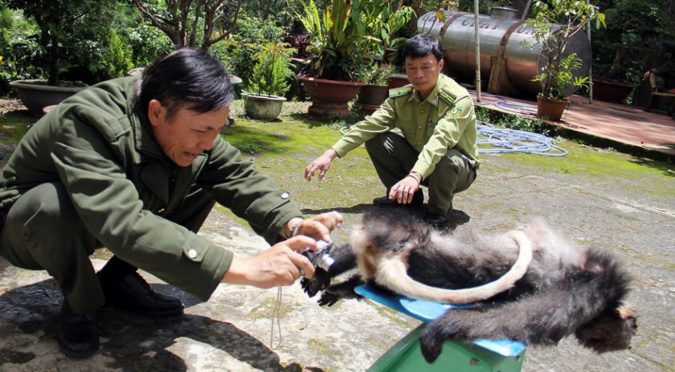 Điều tra vụ sát hại 5 con voọc chà vá chân đen ở Lâm Đồng là một trong những tin pháp luật 24h qua
