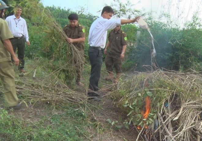 Công an xã Tân Phong tiến hành tiêu huỷ cây cần sa trồng bất hợp pháp 