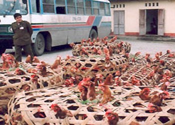 Số gà lậu bị tịch thu tại Quảng Ninh, theo tin tức pháp luật mới nhất hôm nay