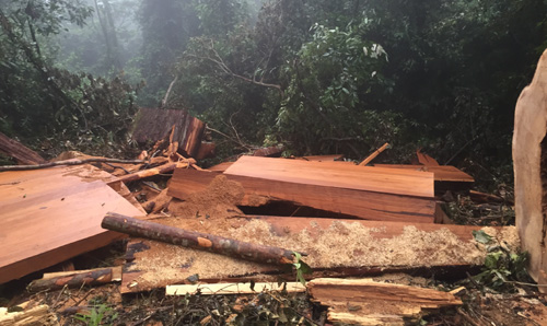 Phát hiện hơn 100 tấm gỗ pơmu bị vứt ở bờ sông là một trong những tin pháp luật 24h qua