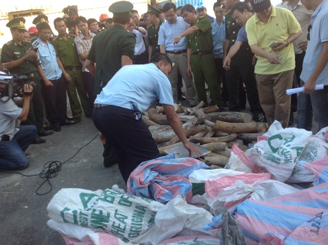 Những tin tức pháp luật mới nhất hôm nay đề cập đến việc khởi tố vụ buôn lậu hơn 2 tấn ngà voi qua cảng Đà Nẵng