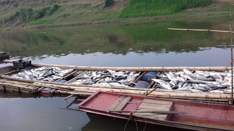 Tin tức thời sự 24h ngày 10/5 đề cập đến Cá chết hàng loạt trên sông Bưởi