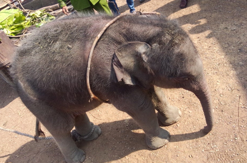 Con voi rừng 2 tháng tuổi đã được giải cứu thành công  là một trong những tin tức thời sự nổi bật 24h qua