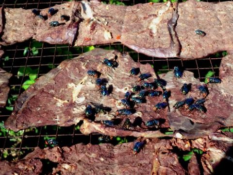 Trong những tin tức mới nhất hôm nay ngày 26/4 có vụ phát hiện 4 tấn thịt bò bẩn ở Hà Nội