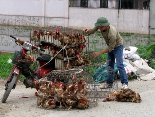 Tin tức trong ngày 7/4: Nguy cơ ăn thịt ‘rác’ từ gà Trung Quốc
