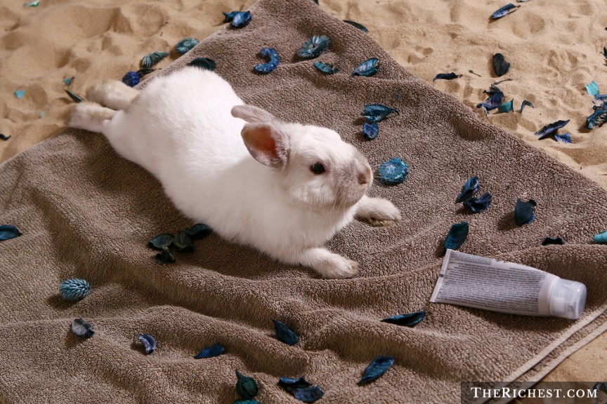 Những chú thỏ được massage để nghiên cứu