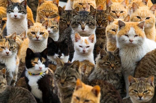 Số lượng mèo tại đảo Aoshima nhiều gấp 6 lần dân cư, theo tin tức mới nhất. Ảnh Mirror