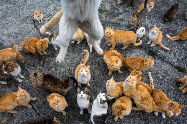 Người dân nơi đây đang cố kiểm soát số lượng mèo trên đảo, theo tin tức mới nhất. Ảnh Mirror