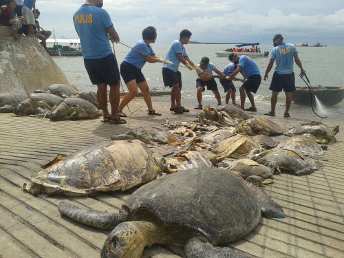 Những con rùa biển cảnh sát Philippines thu giữ được từ tàu của ngư dân Trung Quốc trên Biển Đông
