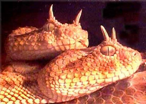 Theo tin khoa học, rắn mọc sừng là một trong những loài rắn có vẻ ngoài lạ và ấn tượng