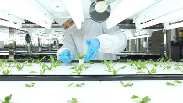 Tin tức khoa học công nghệ mới nhất hôm nay 22/11: Toshiba thử nhiệm trồng rau sạch không cần rửa