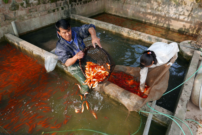 Nuôi cá chép là nghề truyền thống của làng Thủy Trầm mang lại khoản thu nhập 10-20 triệu đồng mỗi năm cho các gia đình.