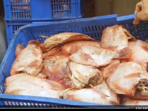 72 kg cá điêu hồng đã bốc mùi hôi thối vẫn được mang đến trường tiểu học Long Bình