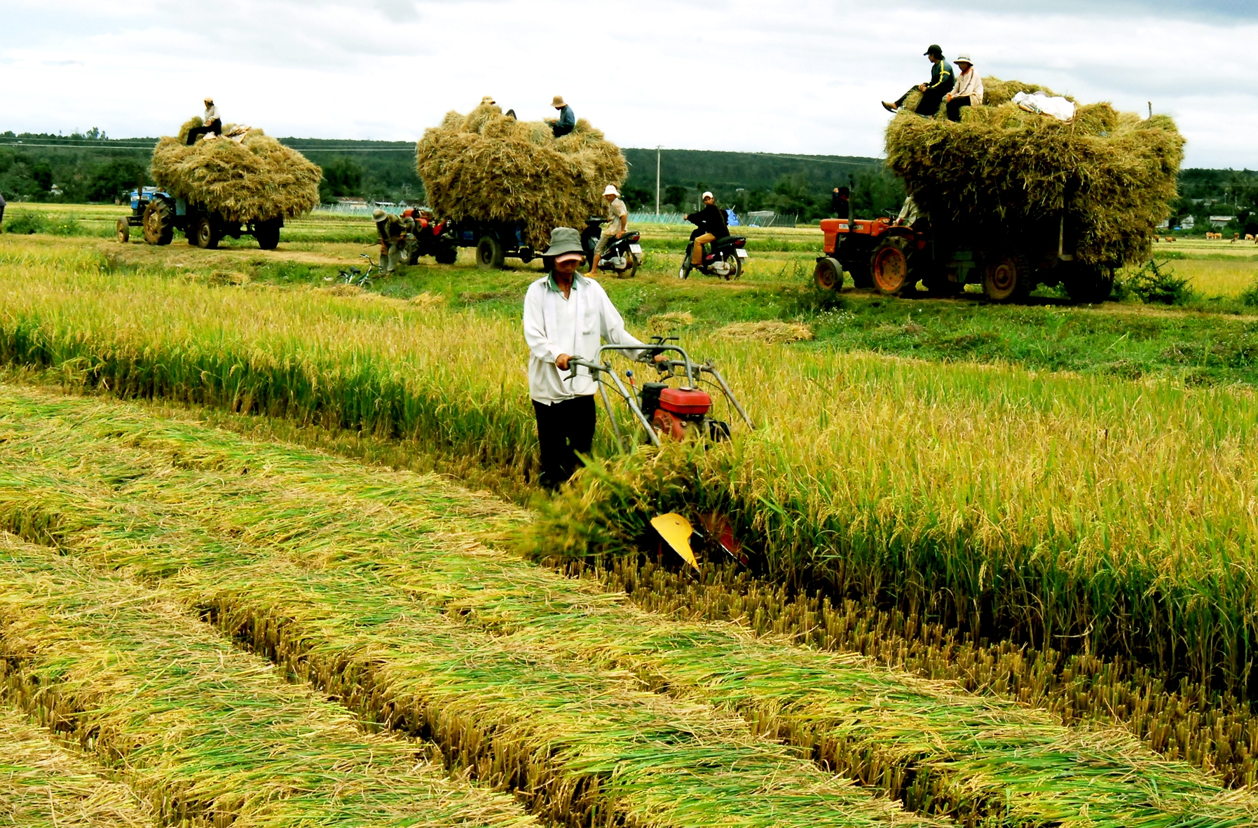 TPP - Đòn bẩy của ngành nông nghiệp Việt Nam