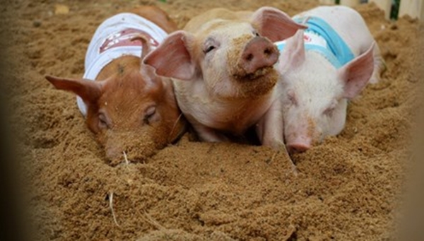 Tại trang trại 5 sao này, những chú lợn được nằm điều hòa và 