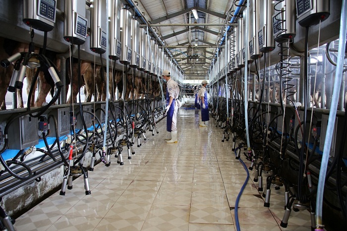 mỗi ngày cung cấp gần 600 tấn sữa bò tươi nguyên liệu