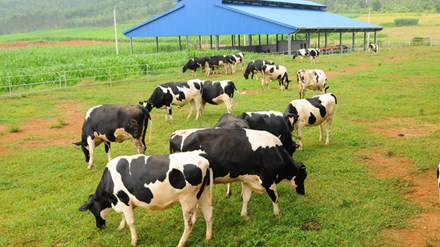 Trang trại bò sữa thứ 7 tại Hà Tĩnh của Vinamilk đi vào hoạt động