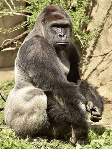 Con khỉ đột có tên Harambe. Ảnh: Cincinnati.