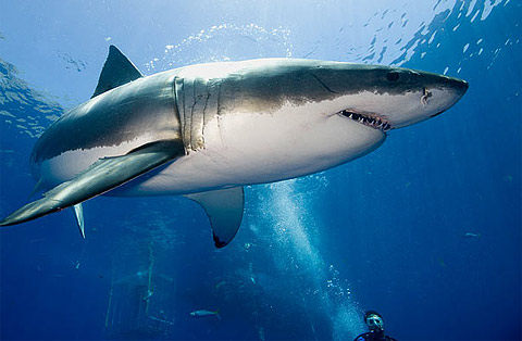 cá mập trắng
