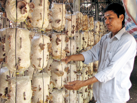 Trồng nấm cho năng suất cao ở Lào Cai Trồng nấm cho năng suất cao ở Lào Cai