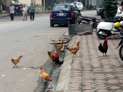 Mốt trồng rau, chăn gà trên phố rất được người dân Thủ đô ưa chuộng