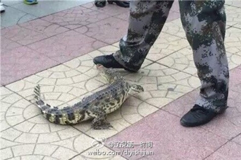 Con cá sấu nhỏ quấn quýt bên chân ông chủ ‘dũng cảm’ trên đường phố Trung Quốc