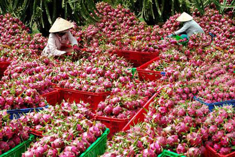 Trung Quốc “tố” sản phẩm Việt Nam không đảm bảo an toàn thực phẩm để “trả đũa”?