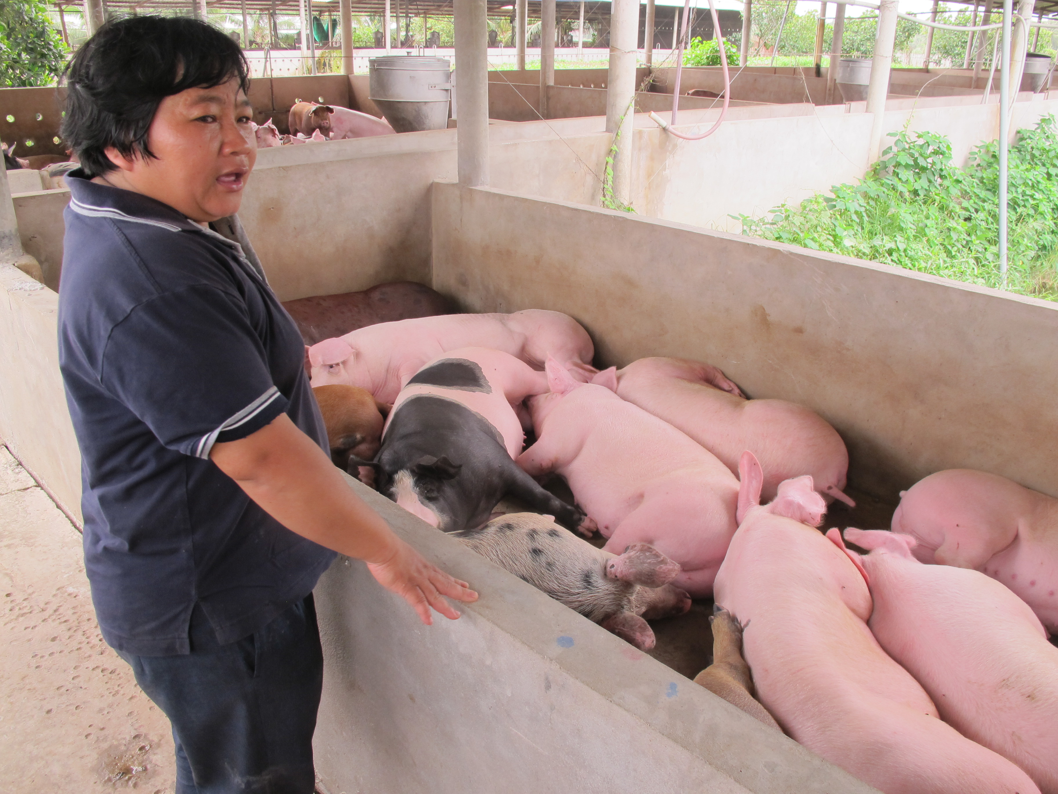 Trung Quốc thu mua lợn trên 120kg tại TP.HCM