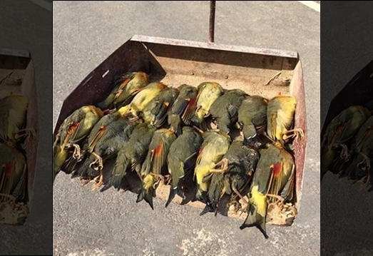 Hiện tượng tự sát tập thể của đàn chim kim oanh mỏ đỏ xảy ra tại Hồ Bắc, Trung Quốc